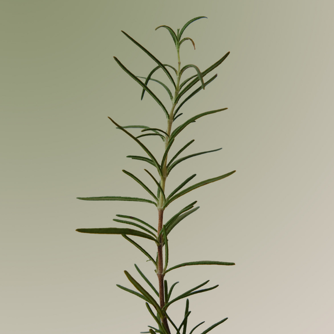 Aromatica Rosemary Scalp Scaling Shampoo bottle with botanical ingredients and natural herbal packaging.