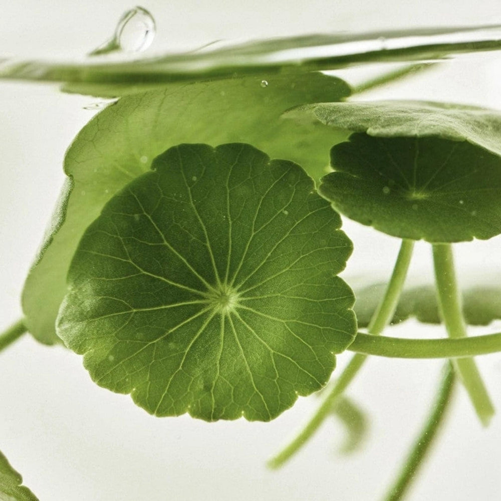 Beauty of Joseon Light On Serum Centella + Vita C in a 30ml bottle, featuring a clear serum with a dropper applicator.