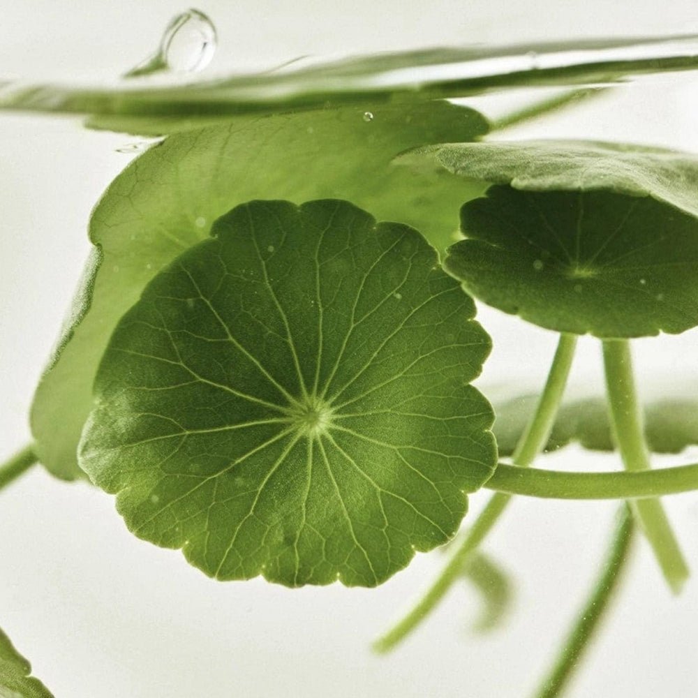 Beauty of Joseon Light On Serum Centella + Vita C [30ml] | La Cosmetique