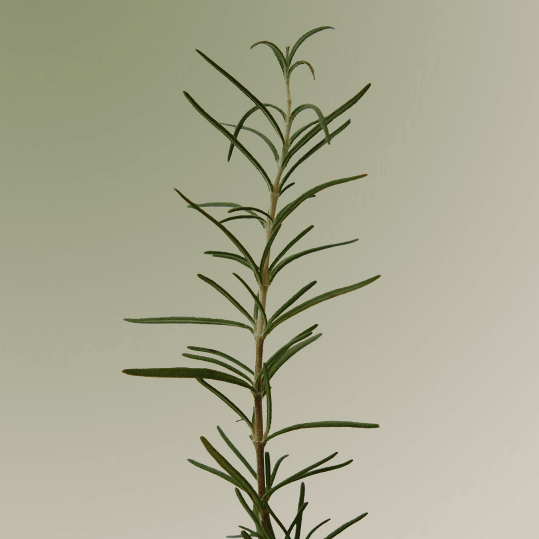 Aromatica Rosemary Scalp Scaling Shampoo | La Cosmetique